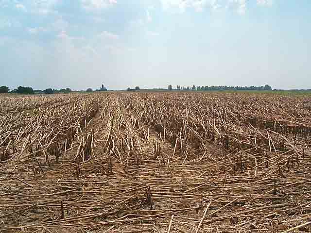 Cuncukret se već radi...